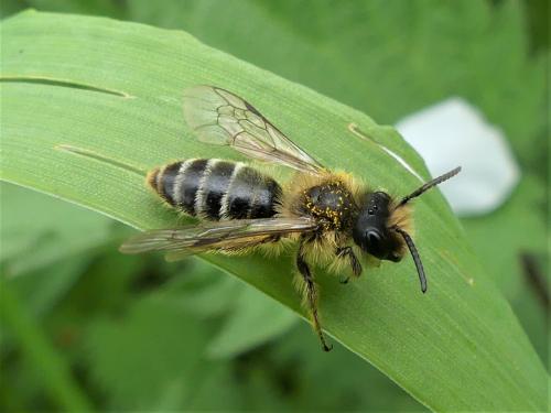 Andrena flavipes